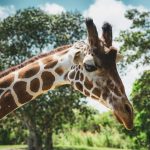 The Best Spots for Wildlife Watching and Safaris Globally