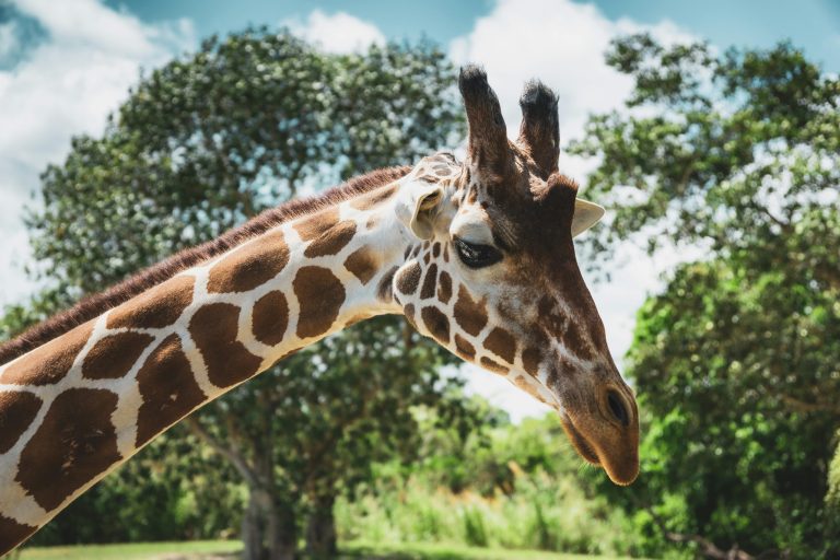 The Best Spots for Wildlife Watching and Safaris Globally