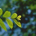 Balancing Performance with Environmental Responsibility