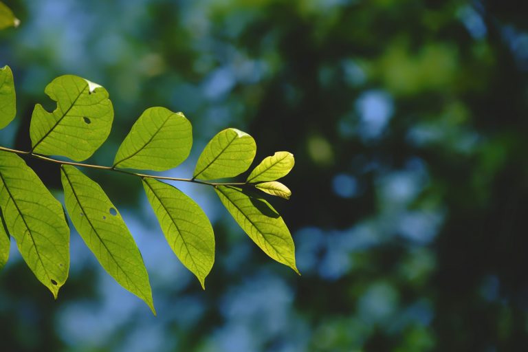 Balancing Performance with Environmental Responsibility